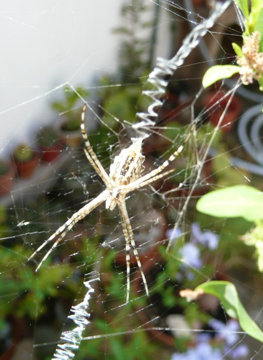 Argiope lobata